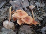 Hygrocybe laeta var. laeta image