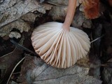 Hygrocybe laeta var. laeta image