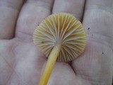 Hygrocybe laeta var. laeta image