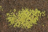 Acarospora schleicheri image
