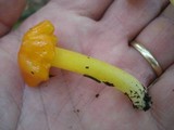 Humidicutis marginata var. concolor image