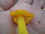 Humidicutis marginata image