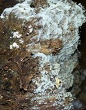 Ceratiomyxa fruticulosa var. fruticulosa image