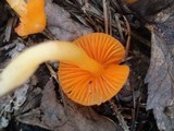 Humidicutis marginata var. marginata image