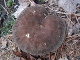 Lactarius lignyotus var. lignyotus image