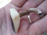 Lactarius lignyotus var. lignyotus image