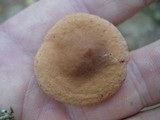 Lactarius theiogalus image