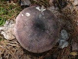 Russula variata image