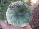 Russula variata image