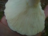 Russula variata image