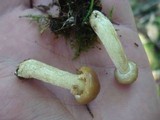 Suillus acidus image