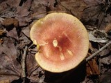 Tricholomopsis flammula image