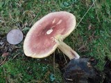Tricholomopsis flammula image