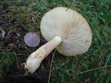 Tricholomopsis flammula image