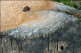 Fuligo septica image