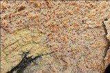 Fuligo septica image