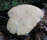 Gyroporus cyanescens image