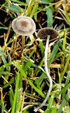 Panaeolus cinctulus image