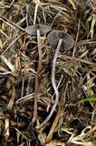 Panaeolus cinctulus image