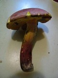 Boletochaete bicolor image