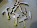 Boletochaete bicolor image