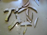 Boletochaete bicolor image