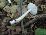 Amanita sect. Vaginatae image
