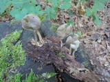 Helvella pezizoides image