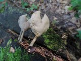 Helvella pezizoides image