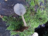 Helvella pezizoides image