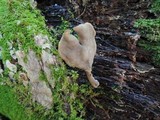 Helvella pezizoides image