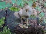 Helvella pezizoides image