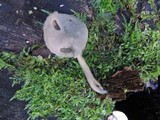 Helvella pezizoides image
