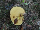 Suillus luteus image