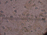 Gyroporus castaneus image