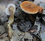 Gyroporus castaneus image