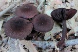 Inocybe tahquamenonensis image