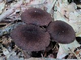Inocybe tahquamenonensis image