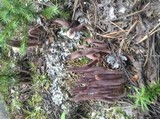 Alloclavaria purpurea image