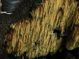 Sarcodontia setosa image