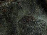 Pilaira anomala image
