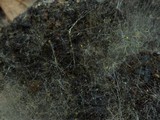 Pilaira anomala image