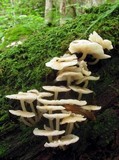 Clitocybula abundans image