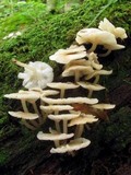Clitocybula abundans image