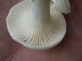 Hygrocybe angustifolia image