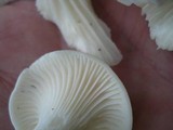 Hygrocybe angustifolia image