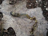 Tolypocladium ophioglossoides image