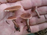Lactarius camphoratus image
