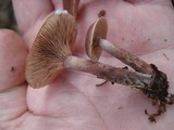 Lactarius camphoratus image