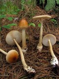 Amanita amerifulva image